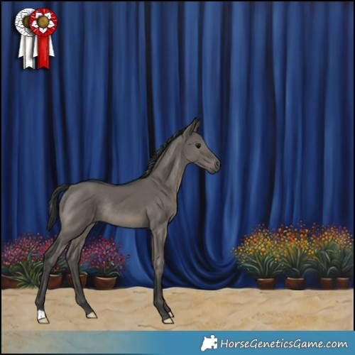 Horse Color:Grullo Rabicano 