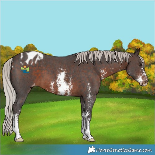 Horse Color:Silver Brown Sabino Appaloosa