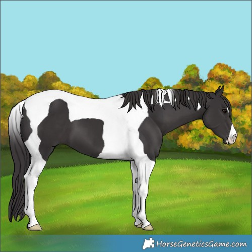 Horse Color:Smoky Black Tobiano