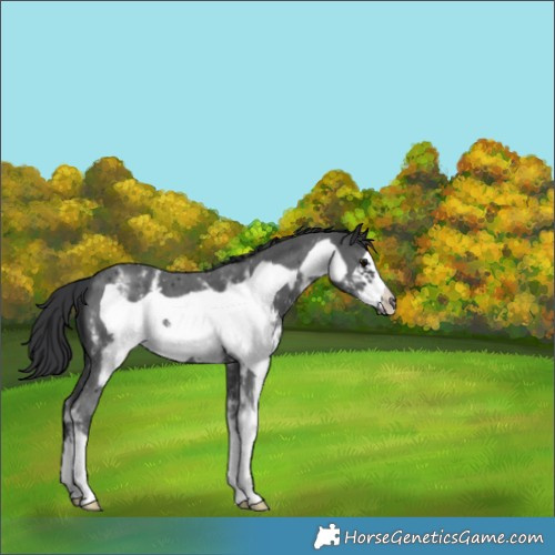 Horse Color:Black Sabino Frame 