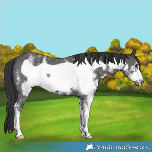 Horse Color:Black Sabino Frame