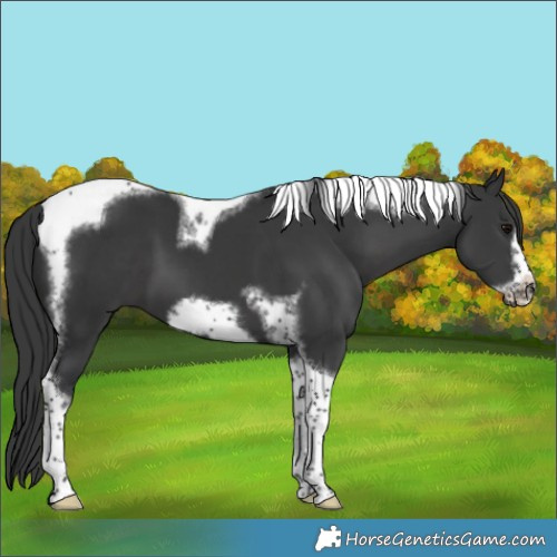 Horse Color:Black Tobiano Frame