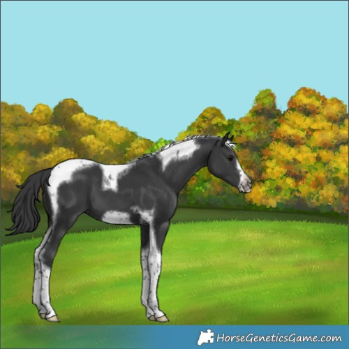 Horse Color:Black Tobiano Frame 