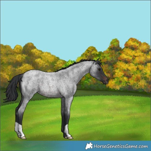 Horse Color:Brown Roan 