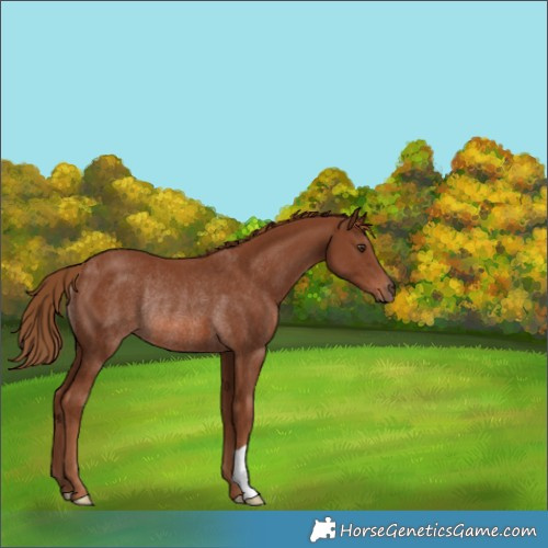 Horse Color:Chestnut Rabicano 