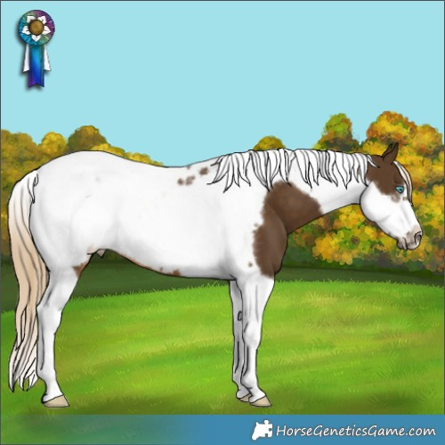 Horse Color:Chocolate Palomino Tobiano Frame