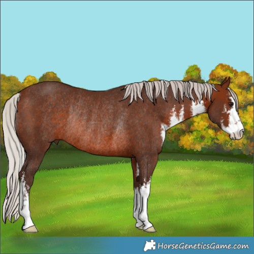 Horse Color:White Spotted Silver Brown Rabicano 
