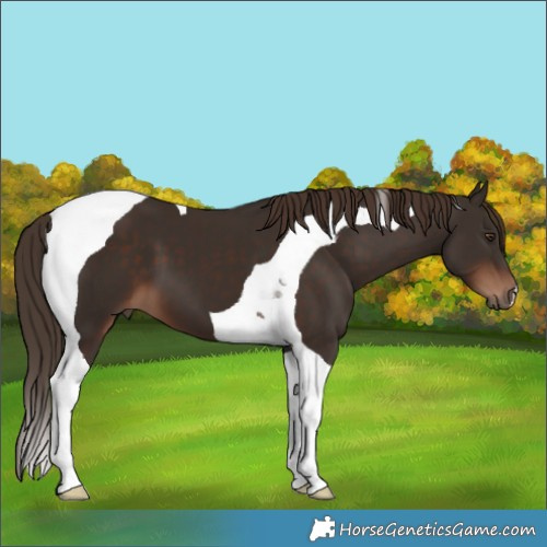 Horse Color:Liver Chestnut Tobiano