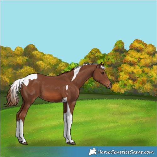 Horse Color:Chestnut Tobiano 