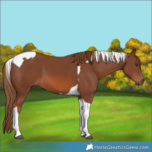 Horse Color:Chestnut Tobiano 