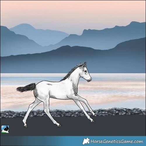 Horse Color:White Spotted Black Splash Tobiano Frame Appaloosa 