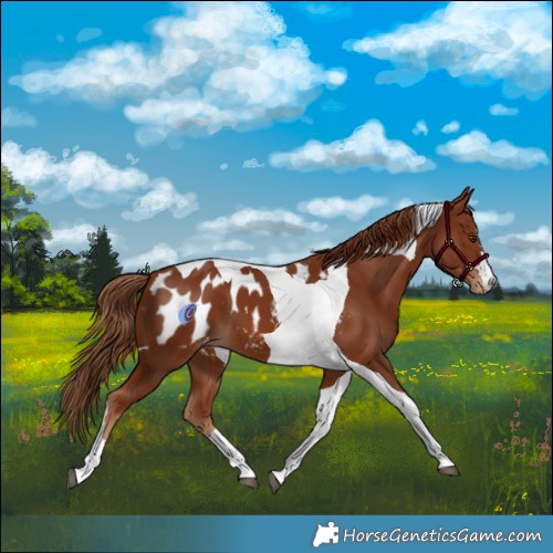 Horse Color:Chestnut Tobiano Appaloosa 