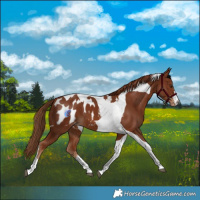 Horse Color:Chestnut Tobiano Blanket 