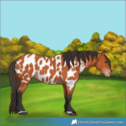 Horse Color:Bay Appaloosa 