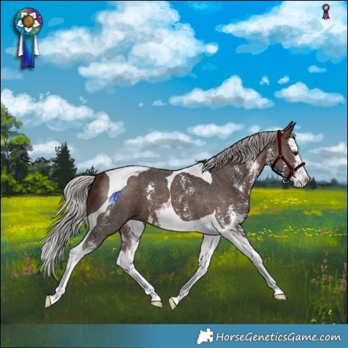 Horse Color:Silver Bay Sabino Splash Tobiano 