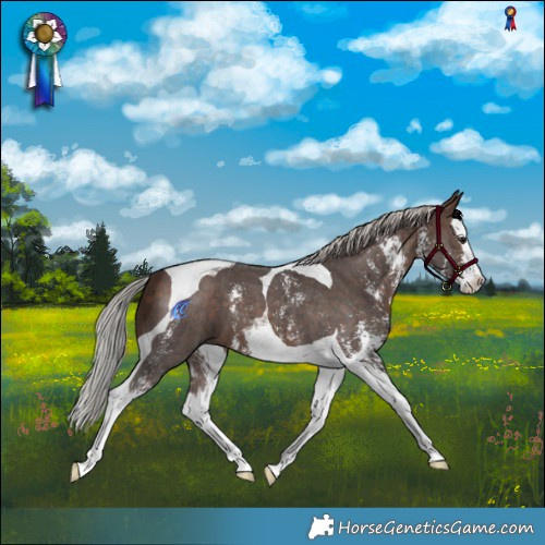 Horse Color:Silver Bay Sabino Splash Tobiano 