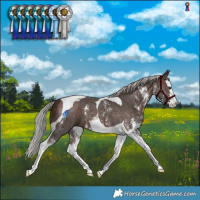 Horse Color:Silver Bay Sabino Splash Tobiano 