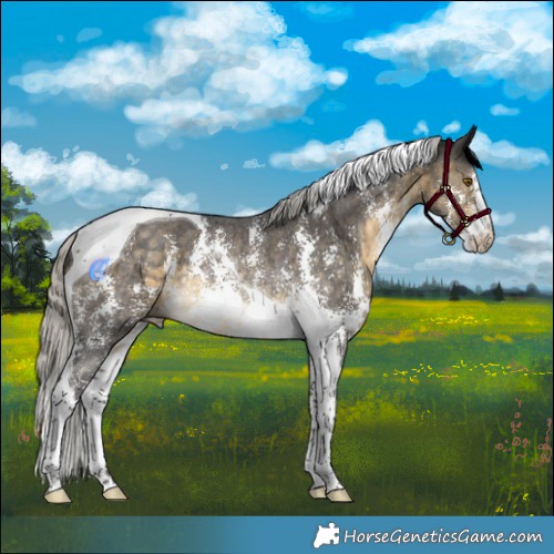 Horse Color:Silver Buckskin Sabino Tobiano Rabicano 