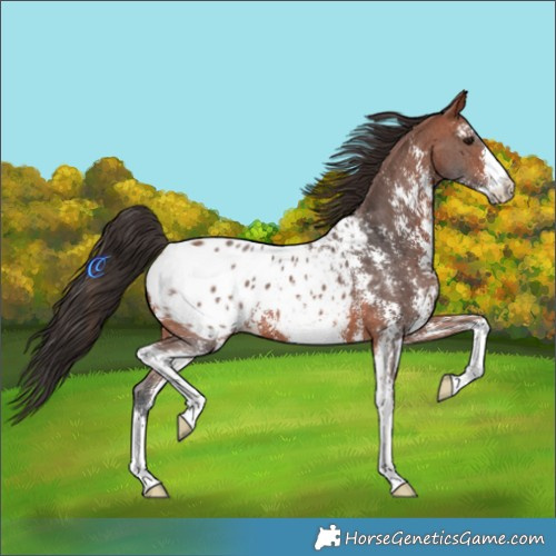 Horse Color:Bay Sabino Appaloosa 