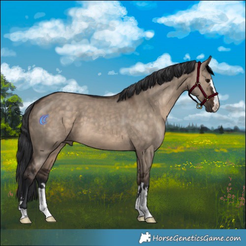 Horse Color:Brown Dun 
