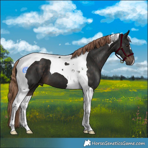 Horse Color:Liver Chestnut Tobiano 