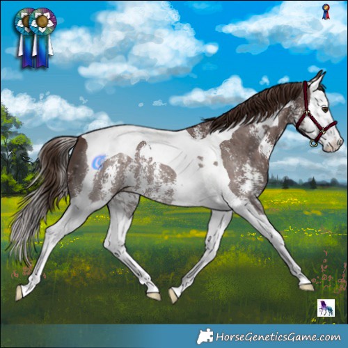 Horse Color:Liver Chestnut Sabino Splash Tobiano 