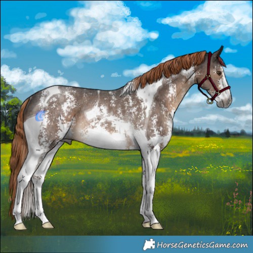 Horse Color:Gray Liver Chestnut Sabino Tobiano Rabicano 
