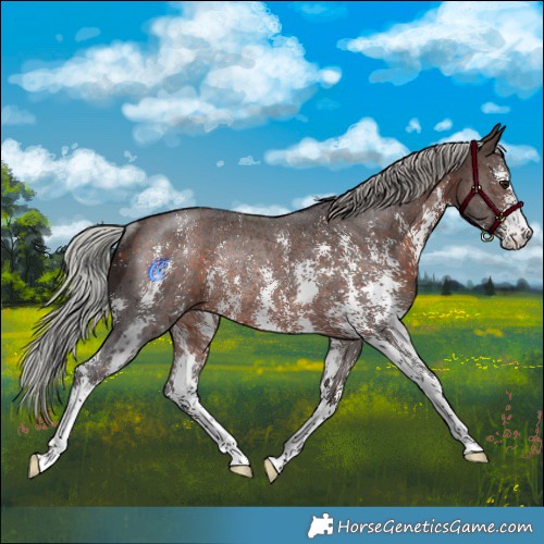 Horse Color:Silver Brown Sabino Rabicano 