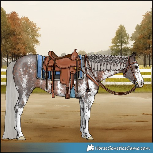 Horse Color:Silver Brown Sabino Rabicano