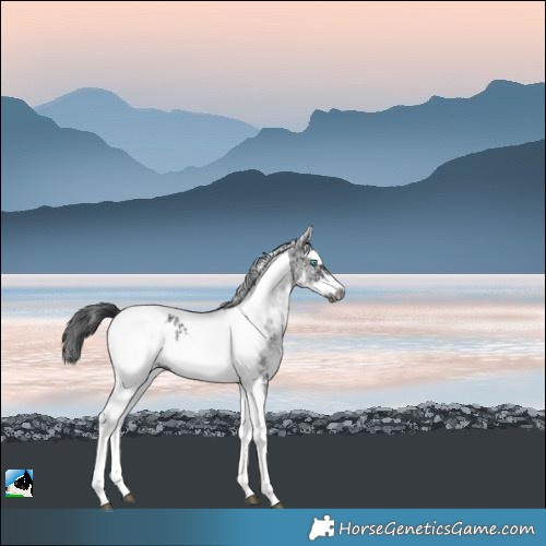 Horse Color:White Spotted Black Splash Tobiano Frame Appaloosa