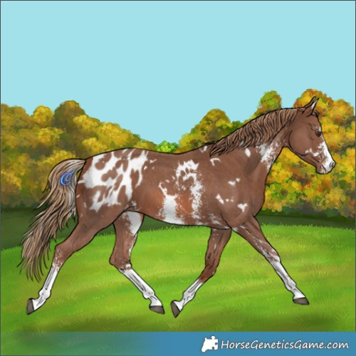 Horse Color:White Spotted Chestnut Sabino Appaloosa 