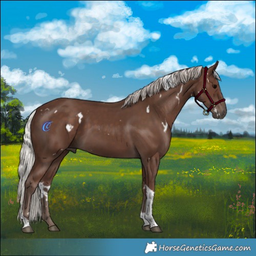 Horse Color:White Spotted Silver Black Tobiano