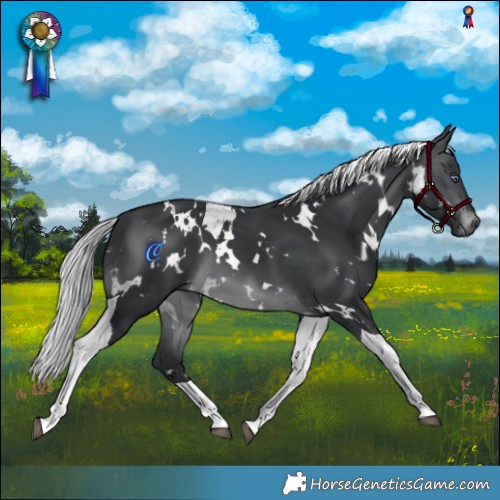 Horse Color:White Spotted Silver Brown Chinchilla Tobiano 