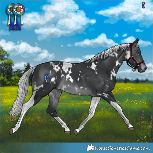 Horse Color:White Spotted Silver Brown Chinchilla Tobiano 