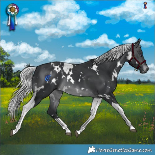 Horse Color:White Spotted Silver Brown Chinchilla Tobiano 