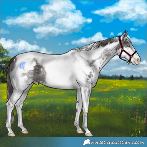Horse Color:Smoky Black Splash Tobiano Appaloosa 