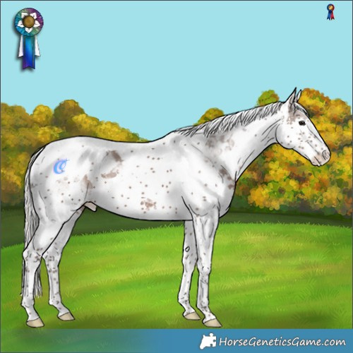 Horse Color:White Spotted Silver Black Splash Tobiano 