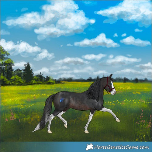 Horse Color:Brown Splash Rabicano 