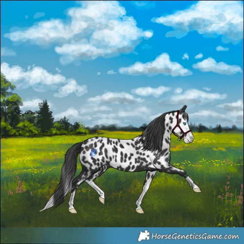 Horse Color:Black Splash Near Leopard 