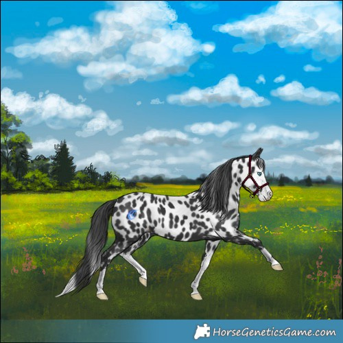 Horse Color:Black Splash Near Leopard 