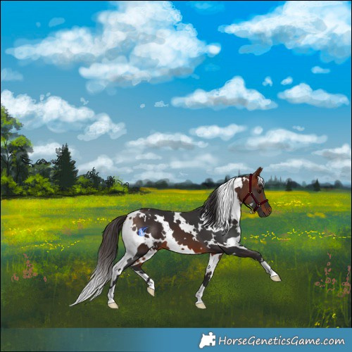 Horse Color:White Spotted Bay 