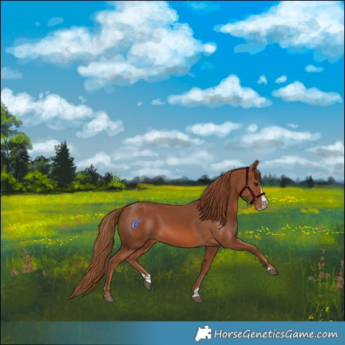 Horse Color:Chestnut Splash 