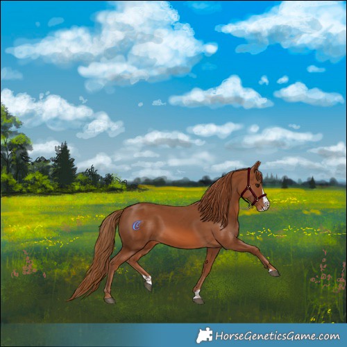 Horse Color:Chestnut Splash 