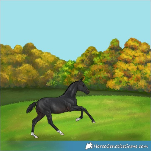 Horse Color:Brown Rabicano 