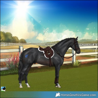 Horse Color:Brown Rabicano 