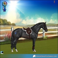 Horse Color:Brown Rabicano