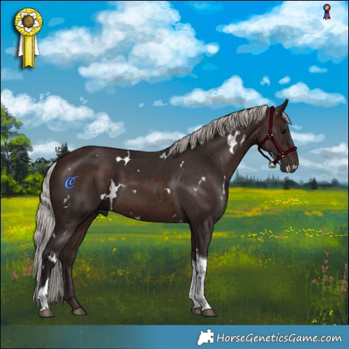 Horse Color:White Spotted Silver Bay Tobiano