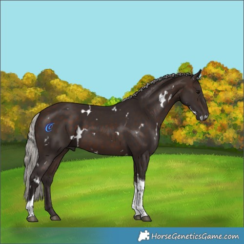 Horse Color:White Spotted Silver Bay Tobiano 