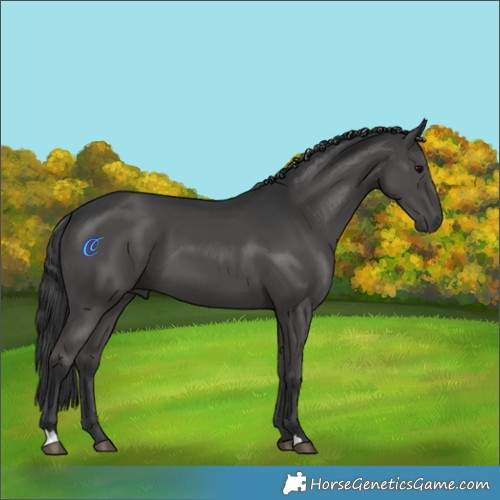Horse Color:Black 