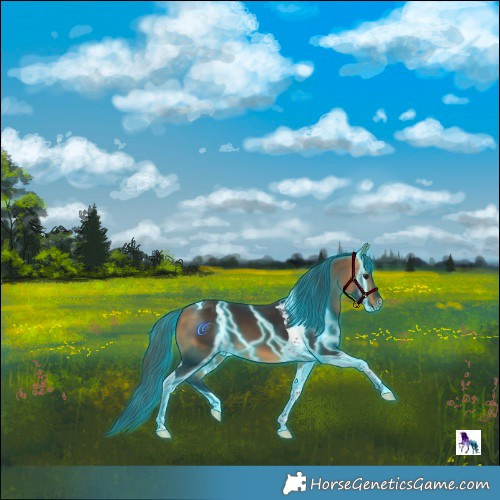 Horse Color:Thunderstruck Buckskin Tobiano Skewed Appaloosa 